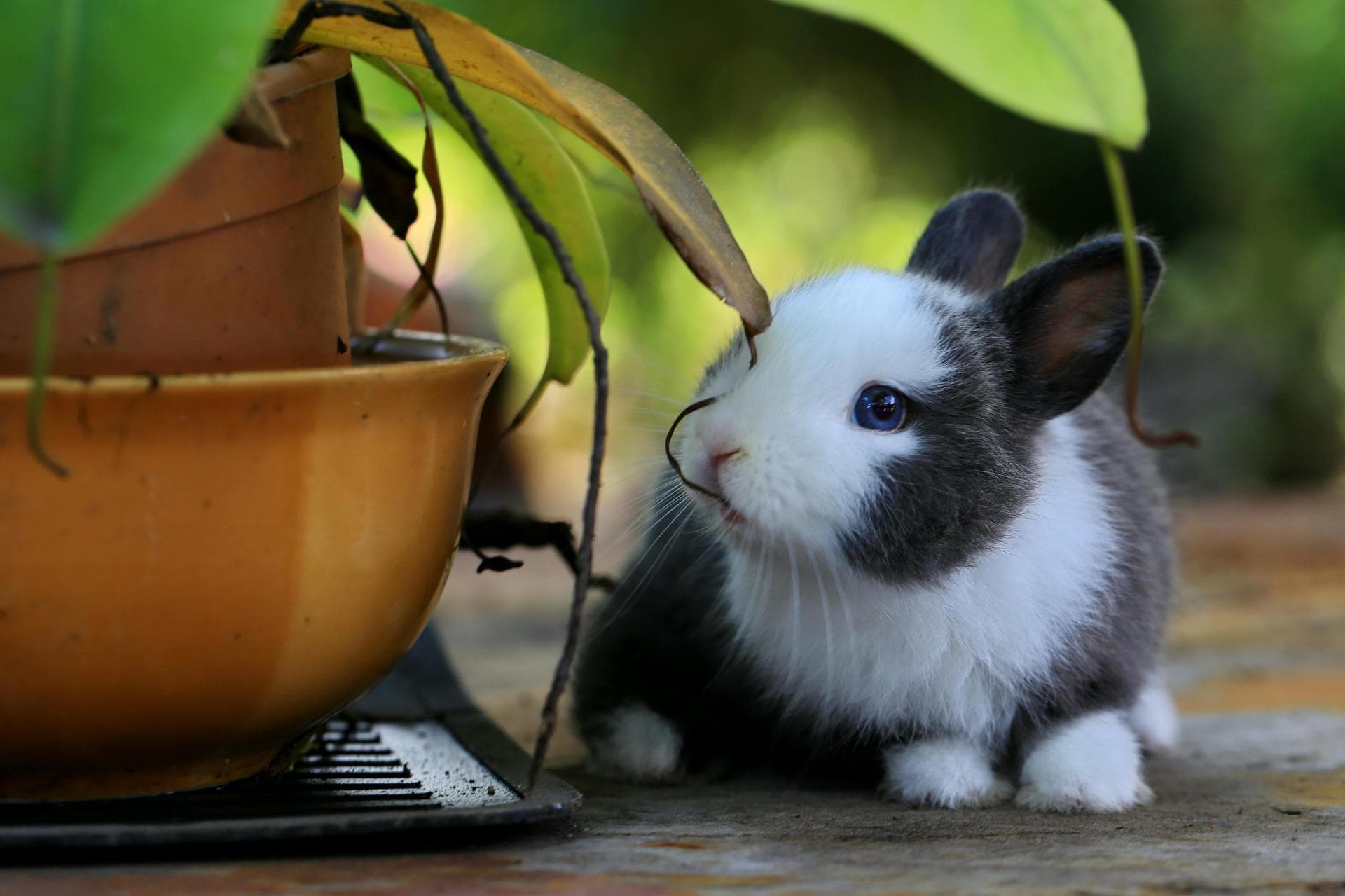 Rabbit Spay Castrate Neutering Prices in Tyne and Wear