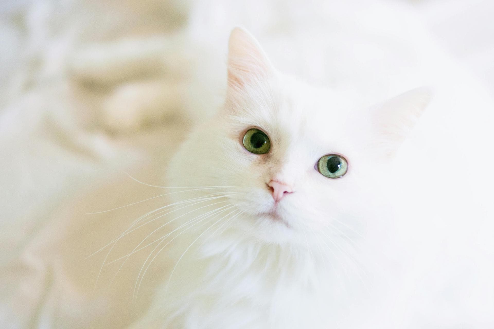 Feline Leukaemia Vaccination Prices in Tyne and Wear