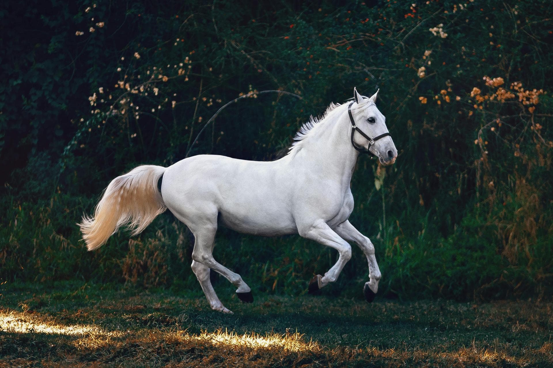 Farm & Large-Animal Vets in Tyne and Wear