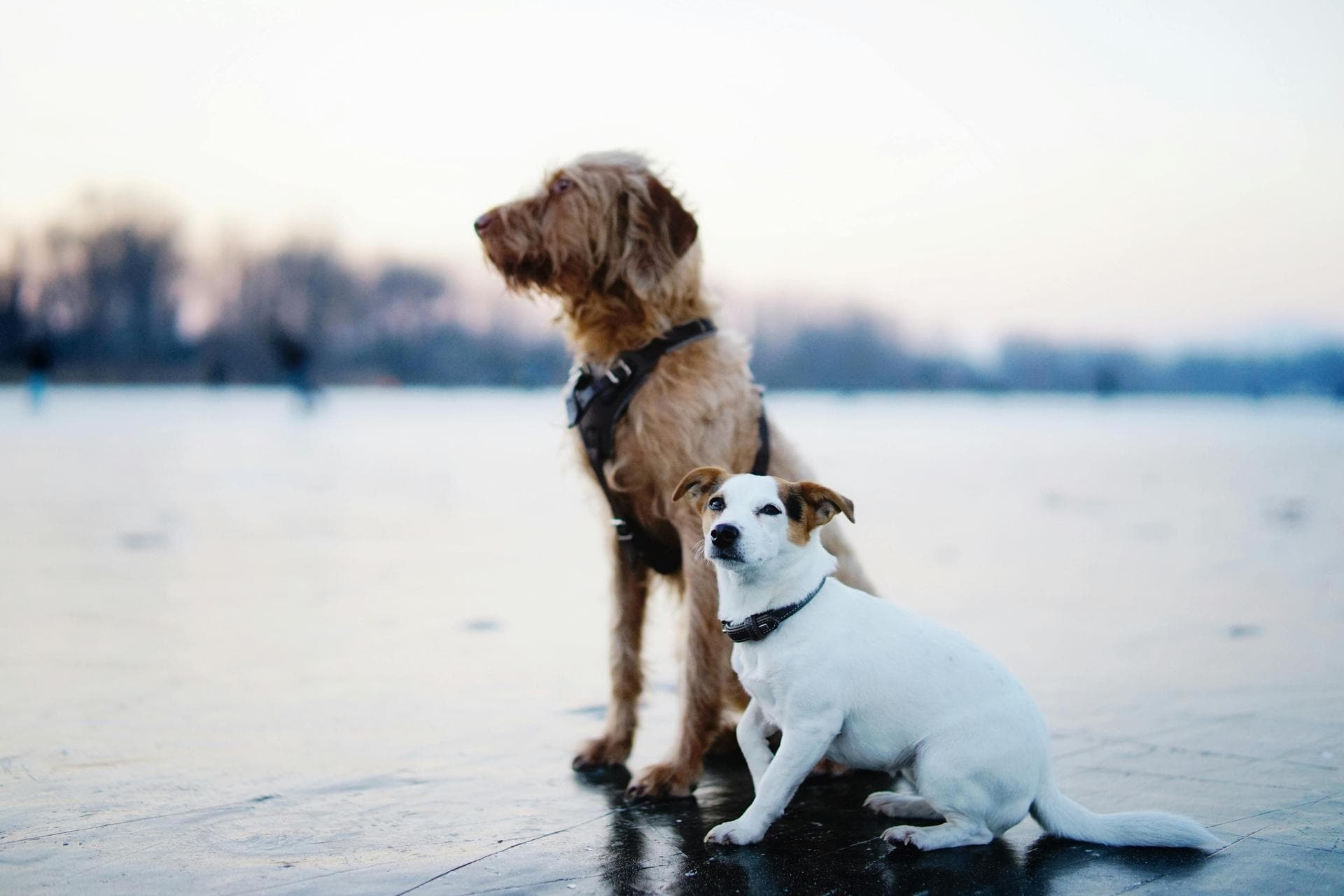 Dog Puppy Vaccinations Kennel Cough Prices in Tyne and Wear