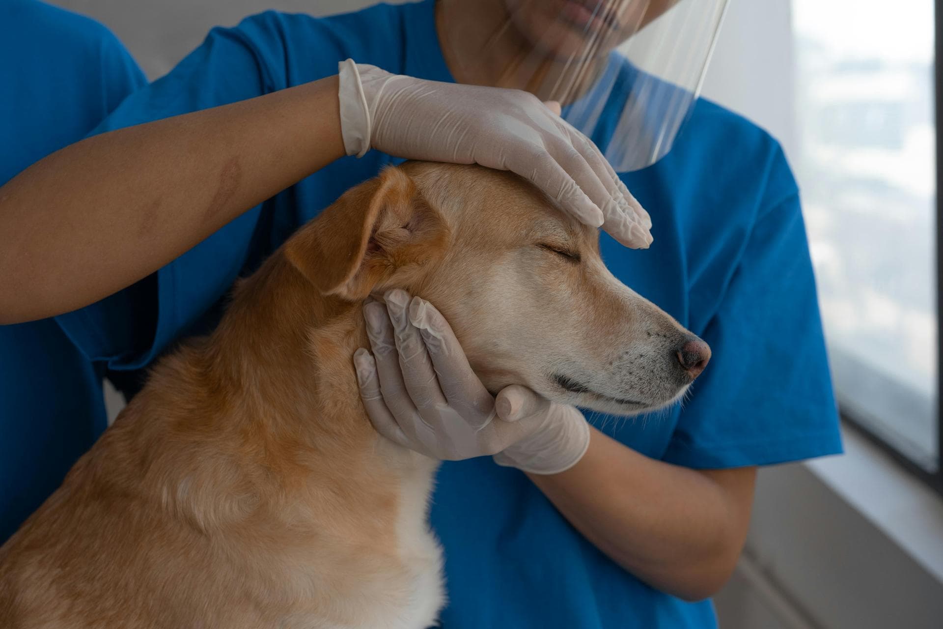 Cat Spay Castrate Neutering Prices in Tyne and Wear