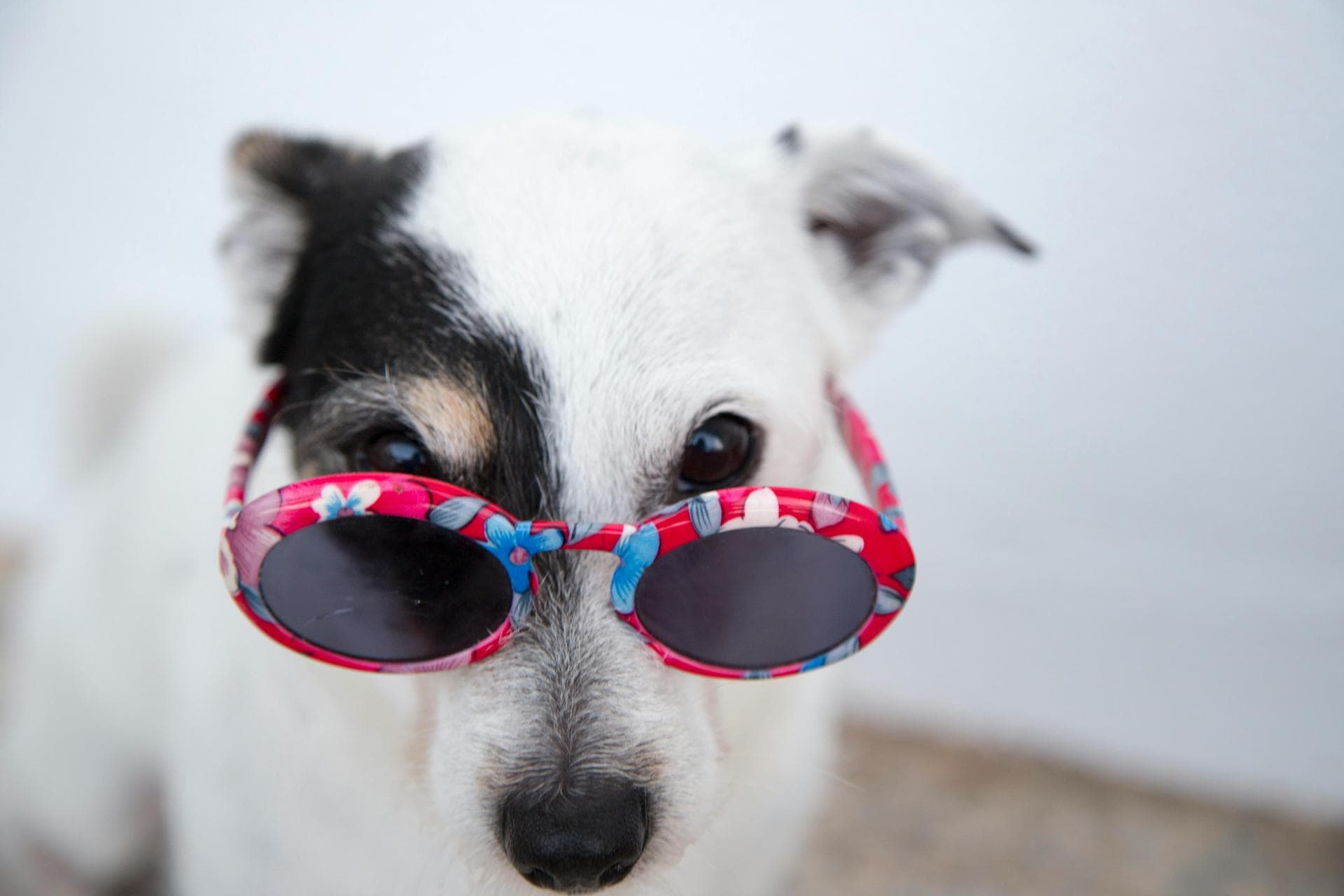 Vet Prices in Tyne and Wear